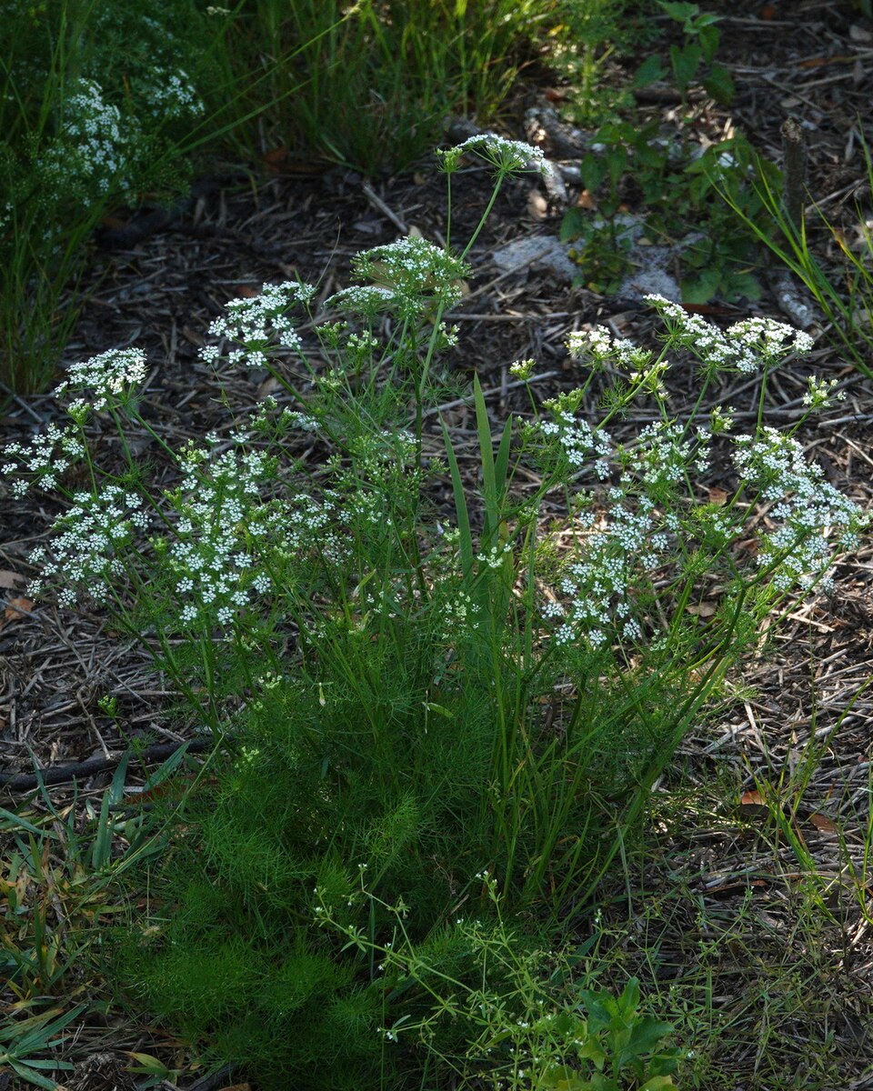 Ptilimnium capillaceum (herbwilliam) (alternate view 2)