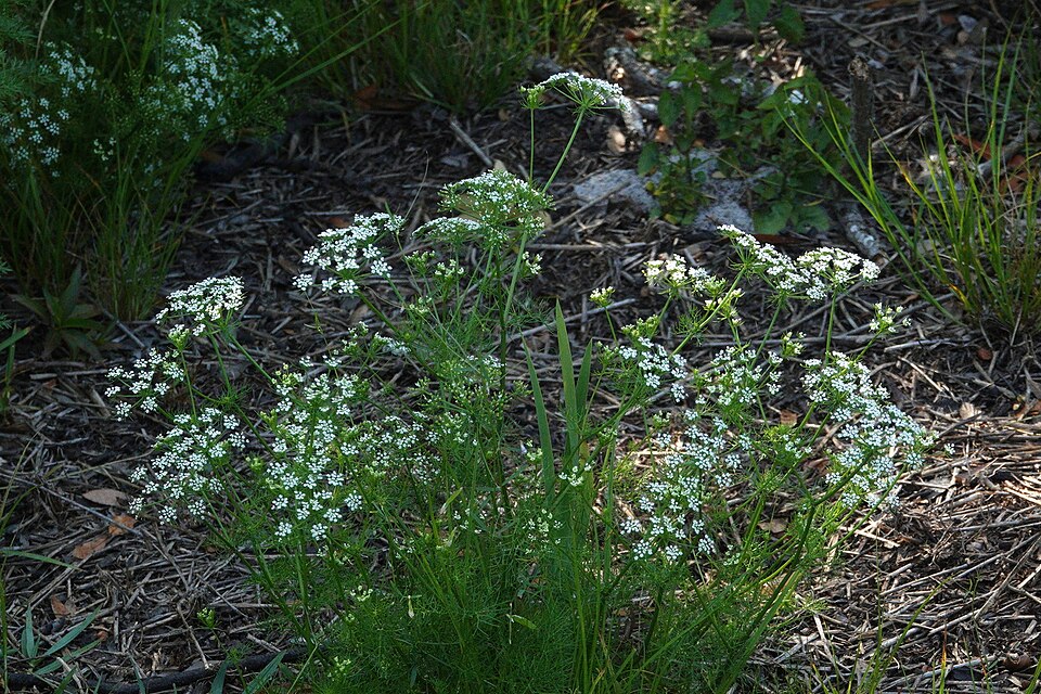 Ptilimnium capillaceum (herbwilliam) (alternate view 3)