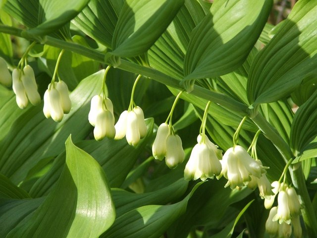 Polygonatum x hybridum (alternate view 8)