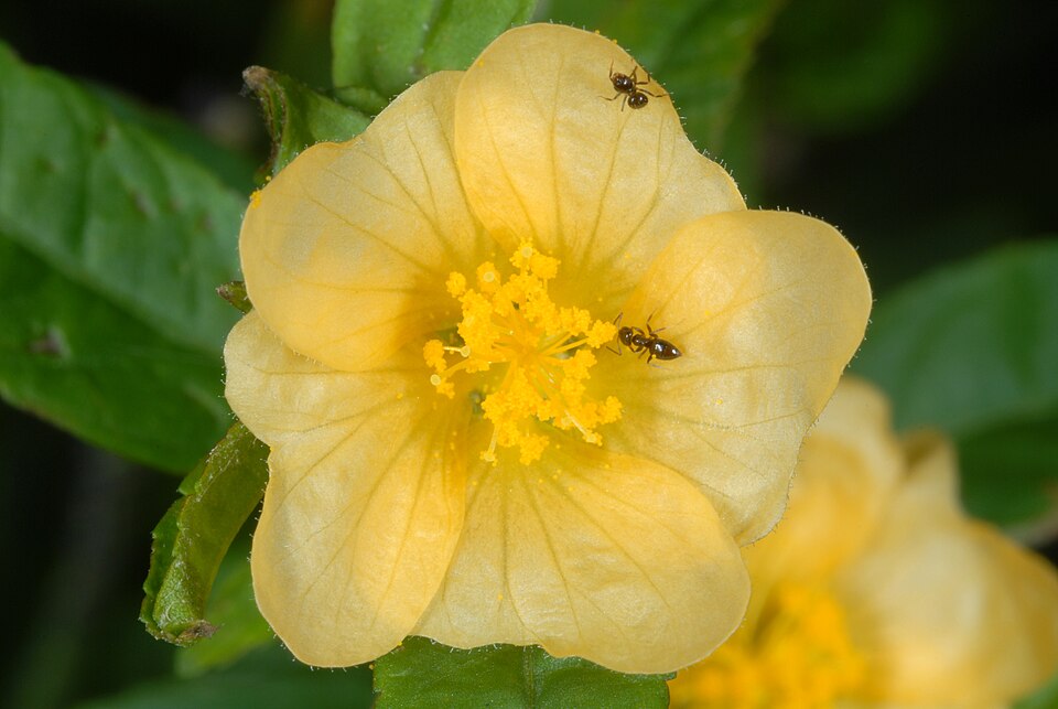 Sida ulmifolia (Common Fanpetals) (alternate view 3)
