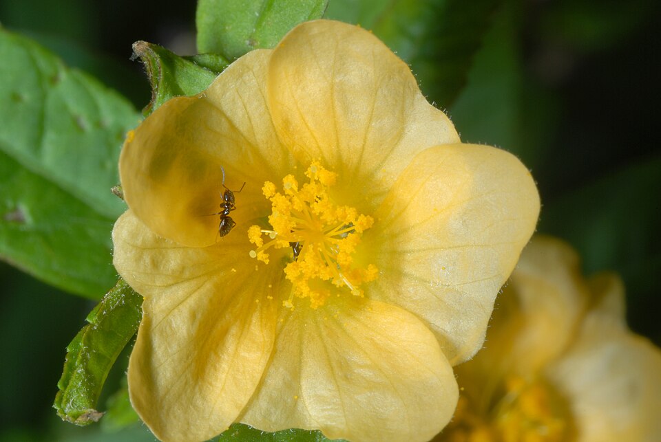 Sida ulmifolia (Common Fanpetals) (alternate view 4)