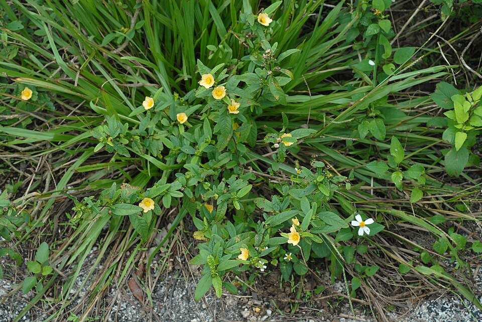 Sida ulmifolia (Common Fanpetals) (alternate view 5)