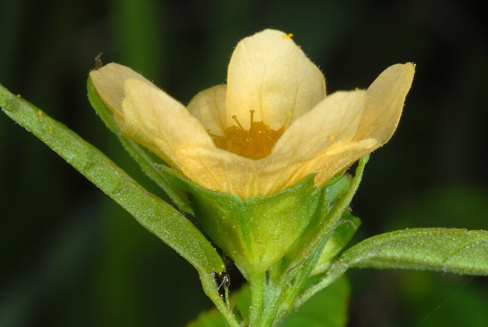 Sida ulmifolia (Common Fanpetals) (alternate view 6)