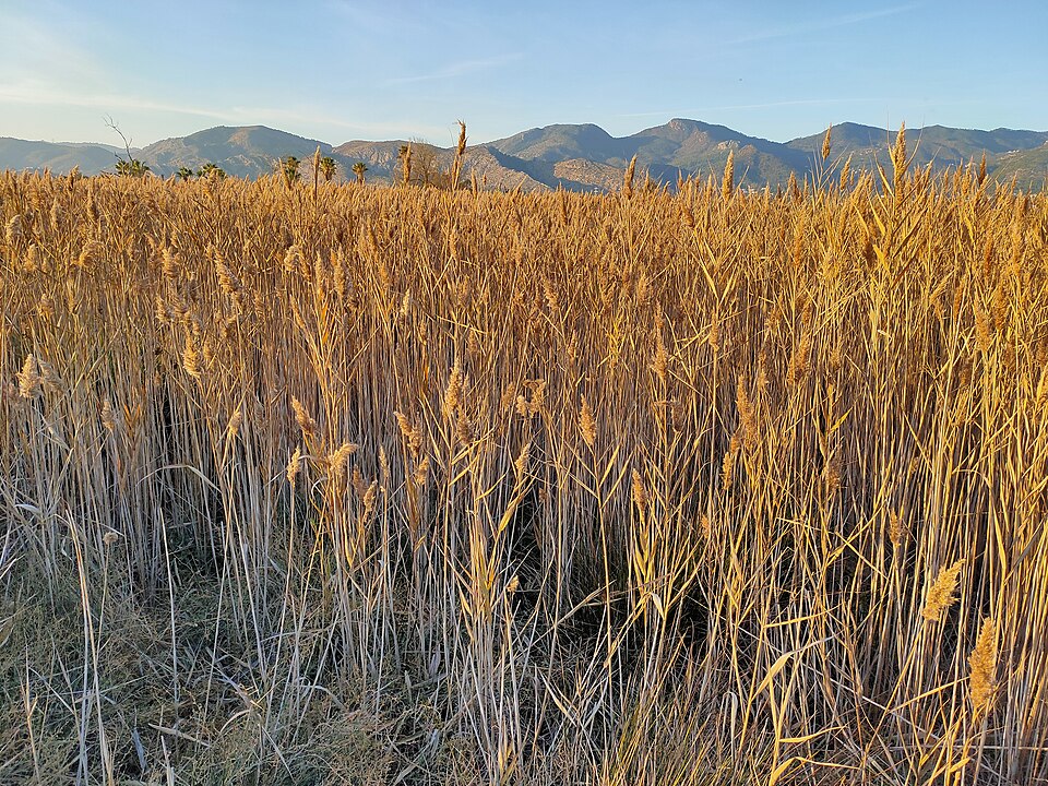 Phragmites (alternate view 4)