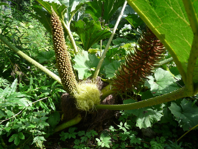 Gunnera (Gunneras)