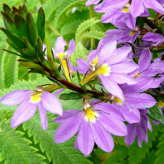 Scaevola aemula (Fairy Fan-flower) (alternate view 8)