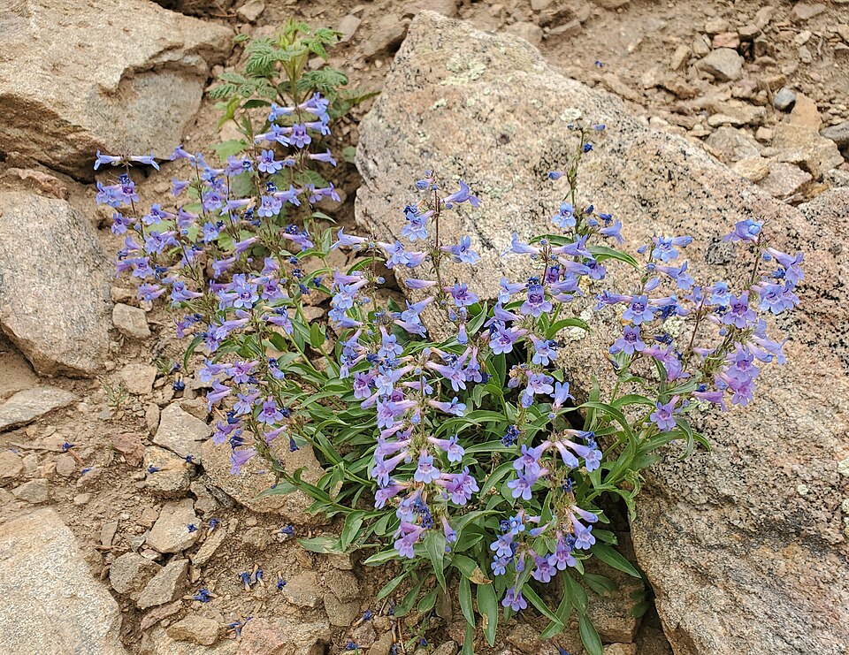 Penstemon virens (Front Range Beardtongue) (alternate view 4)