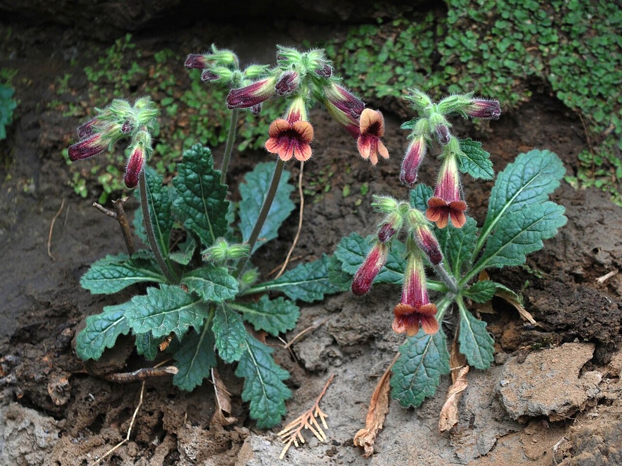 Rehmannia glutinosa, Chinese foxglove — clumping deciduous (Orobanchaceae) (image 3 of 10)
