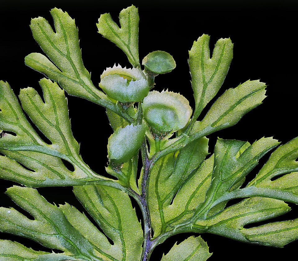 Hymenophyllum cupressiforme (Common Filmy-fern) (alternate view 8)