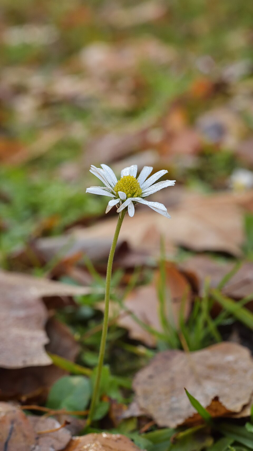 Bellis (alternate view 7)