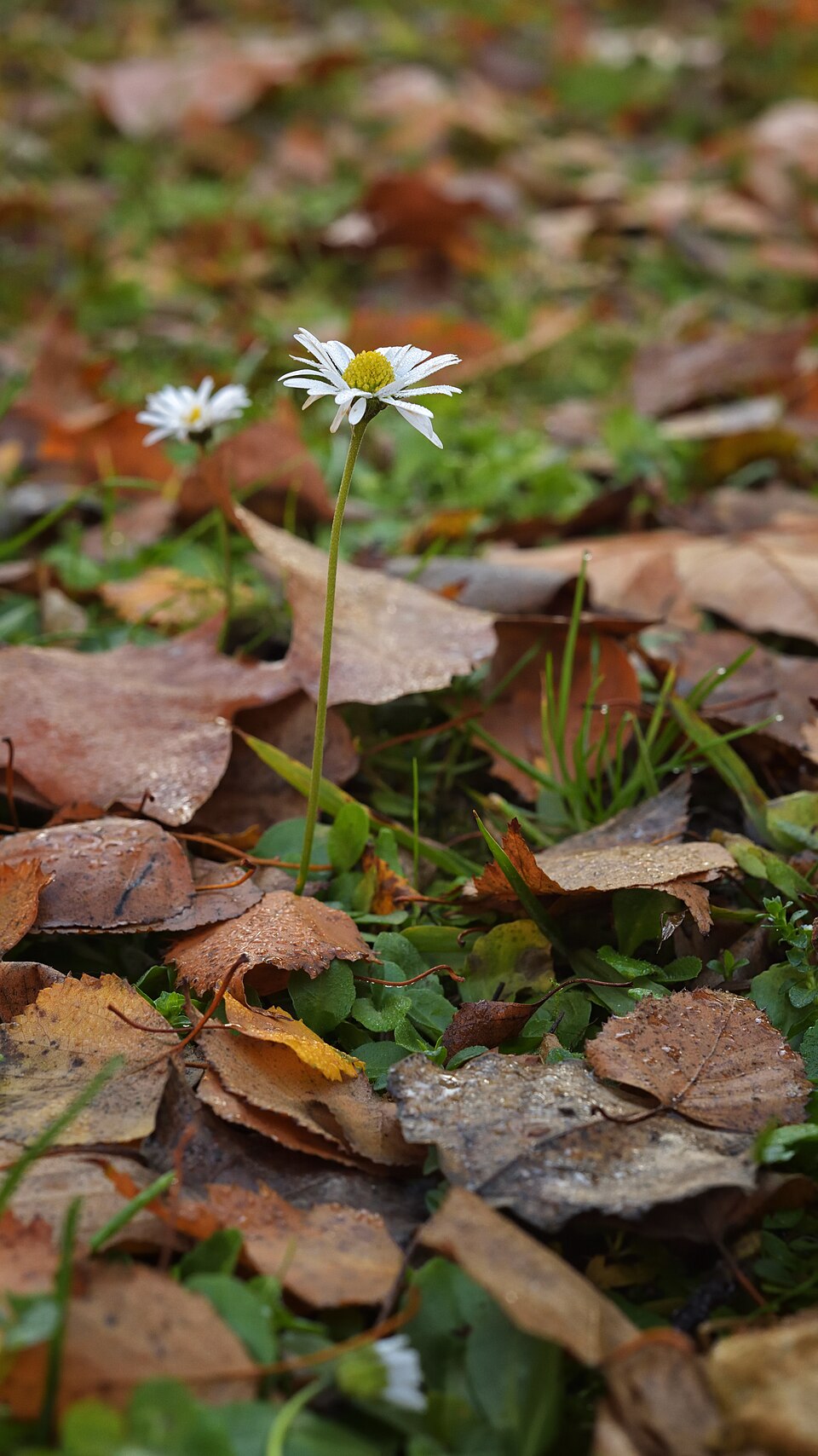 Bellis (alternate view 8)