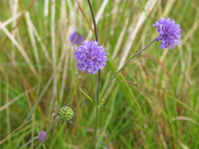 Succisa pratensis (Devil's-bit Scabious)