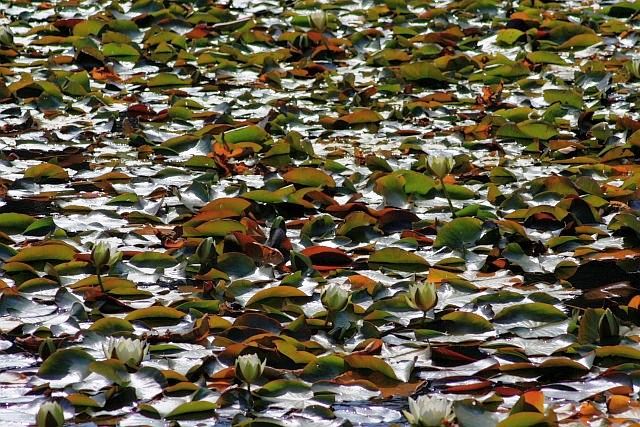 Nuphar (yellow pond-lilies) (alternate view 3)