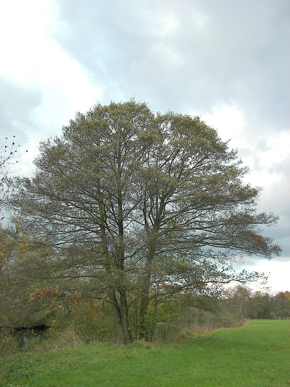 Alnus glutinosa (common alder)
