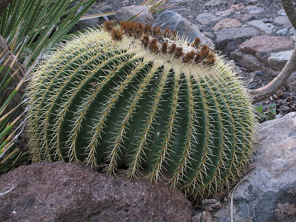 Kroenleinia grusonii (golden barrel cactus) (alternate view 12)