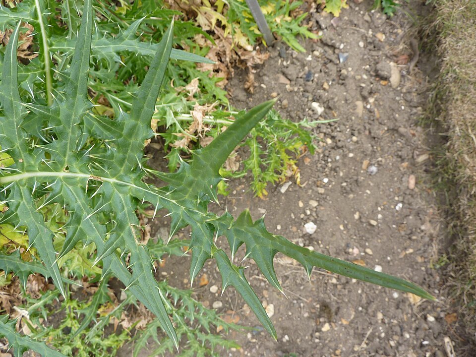 Acanthus spinosus (Spiny Bear's Breeches) (alternate view 7)