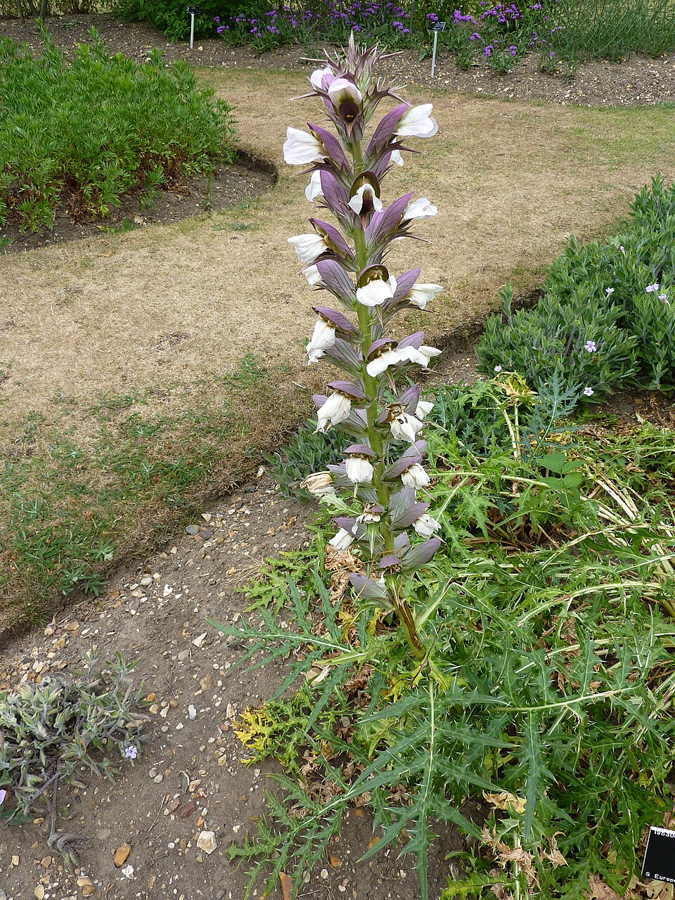 Acanthus spinosus (Spiny Bear's Breeches) (alternate view 8)