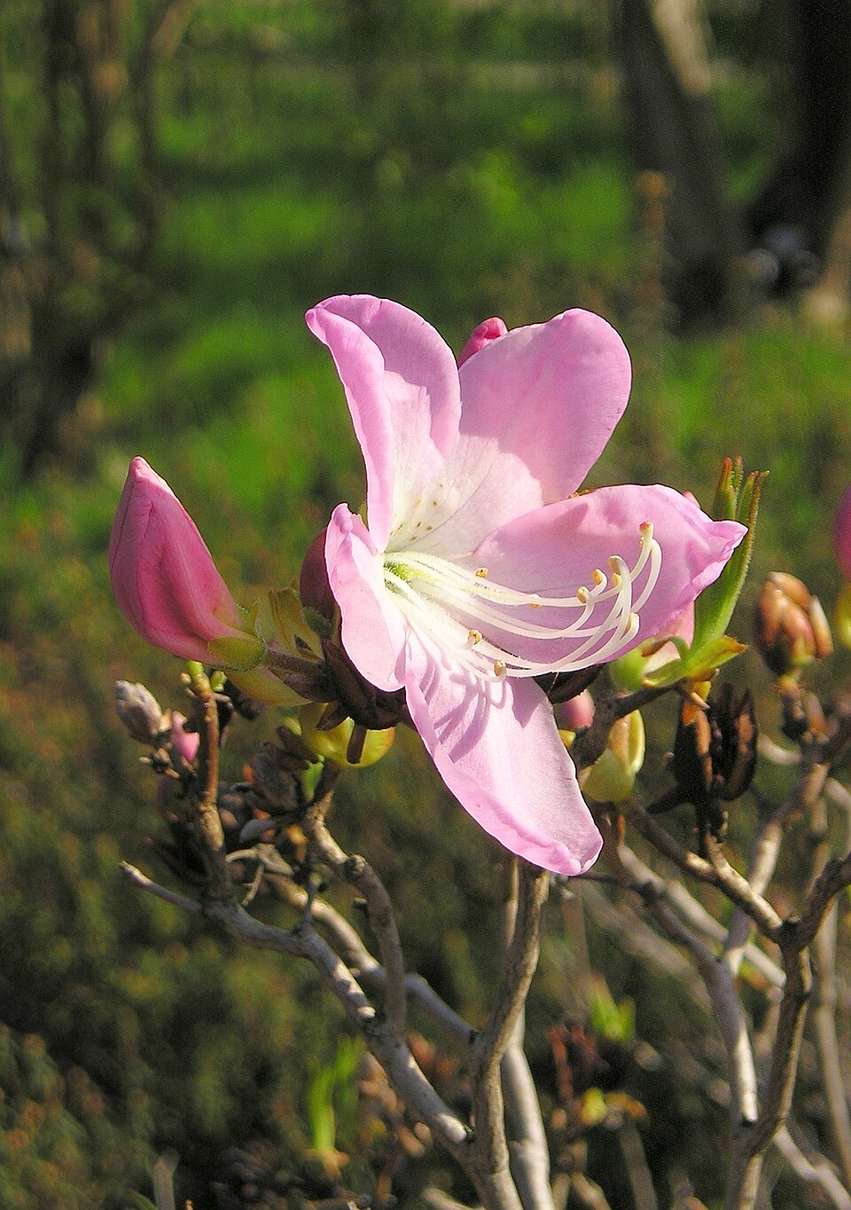 Rhododendron schlippenbachii (royal azalea) (alternate view 7)