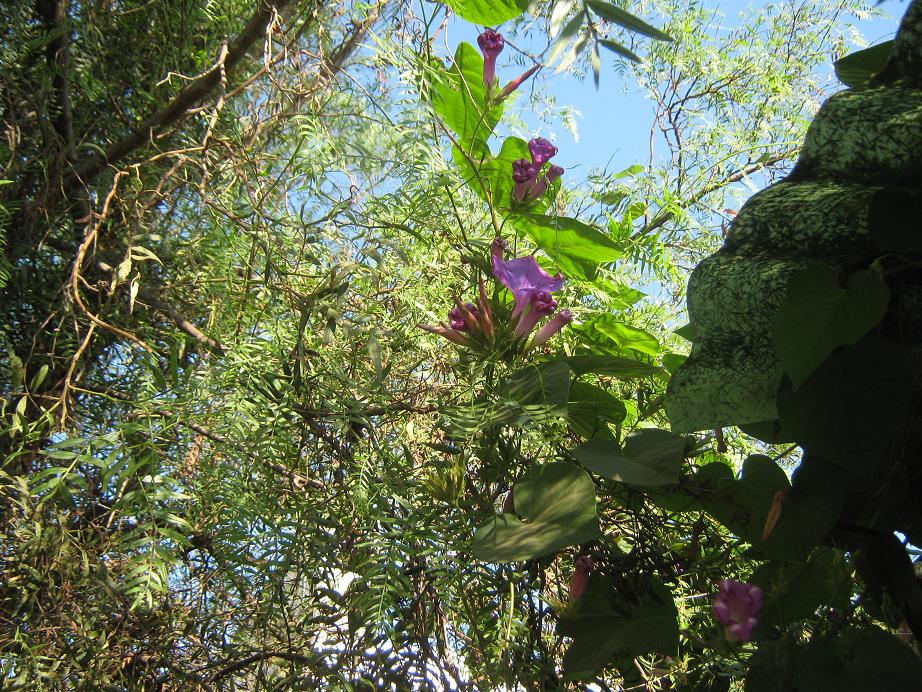 Ipomoea purpurea (common morning-glory)