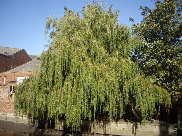 Salix babylonica (weeping willow) (alternate view 6)