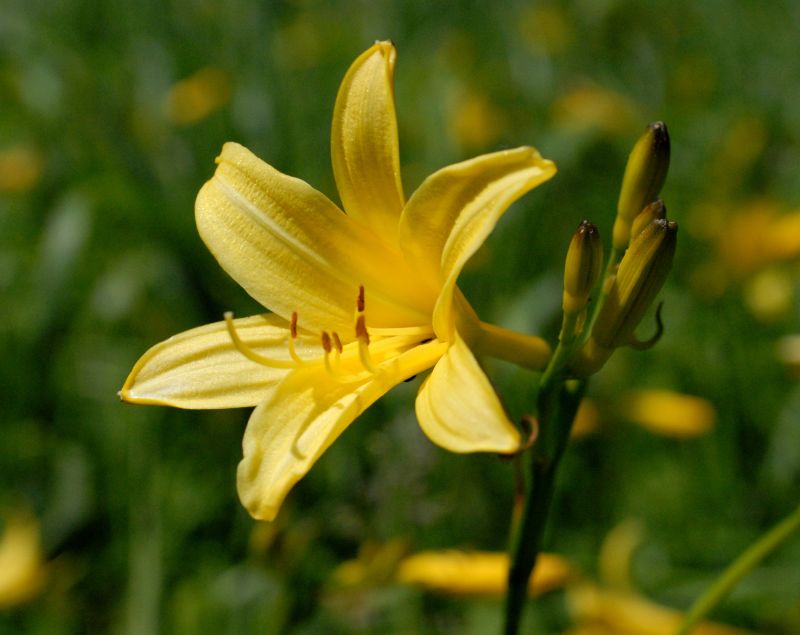 Hemerocallis lilioasphodelus (yellow daylily) (alternate view 6)
