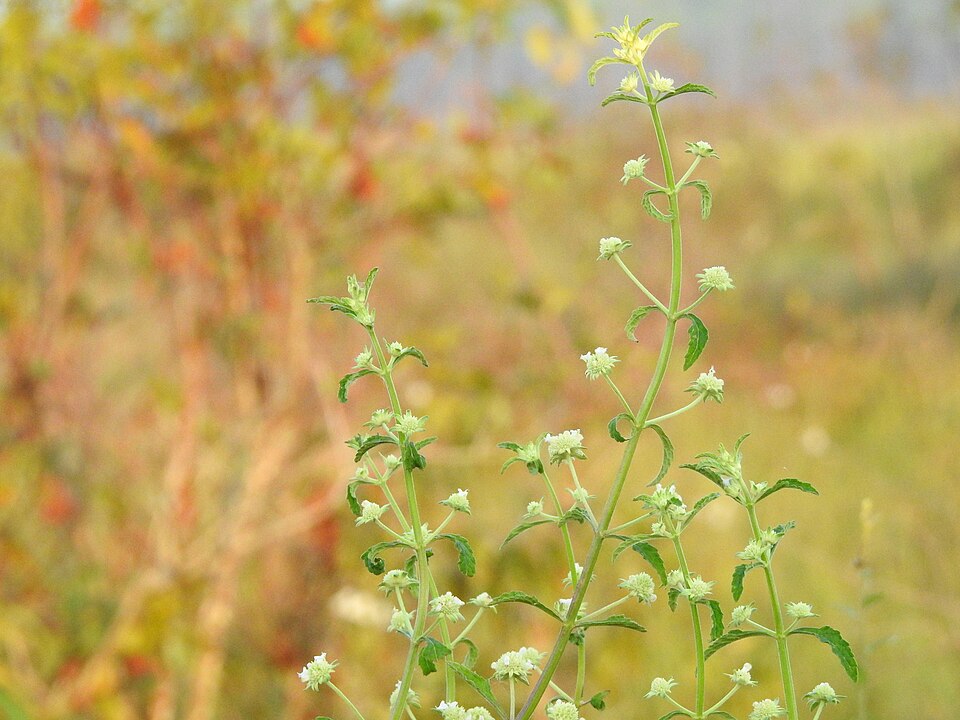 Hyptis alata (Musky mint) (alternate view 7)