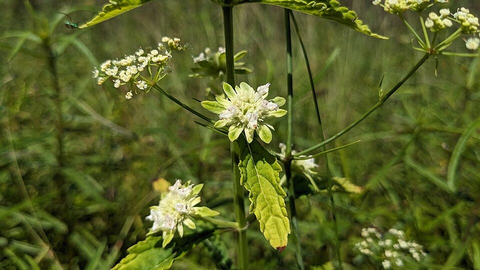 Hyptis alata (Musky mint) (alternate view 8)