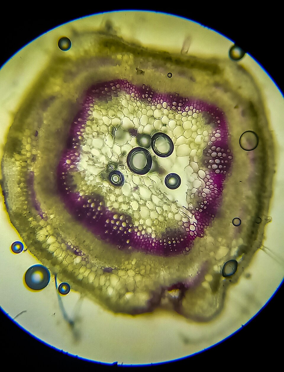 Medicago (medicks) (alternate view 8)