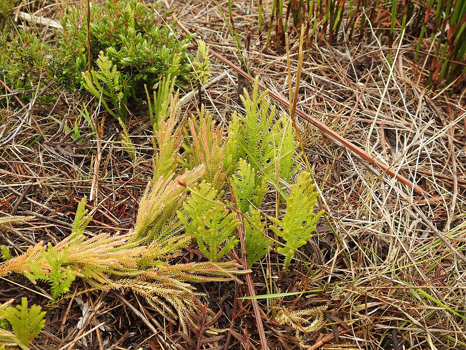 Selaginella uliginosa (Swamp Spikemoss) (alternate view 5)