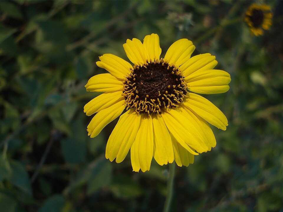 Encelia californica (California brittlebush)