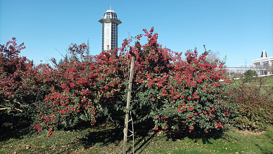 Cotoneaster coriaceus (Parney cotoneaster) (alternate view 6)