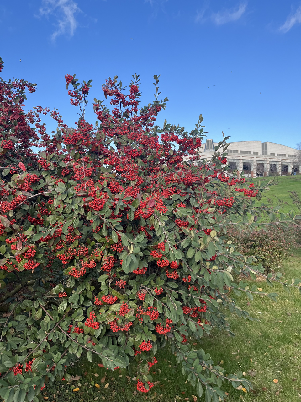 Cotoneaster coriaceus (Parney cotoneaster) (alternate view 7)