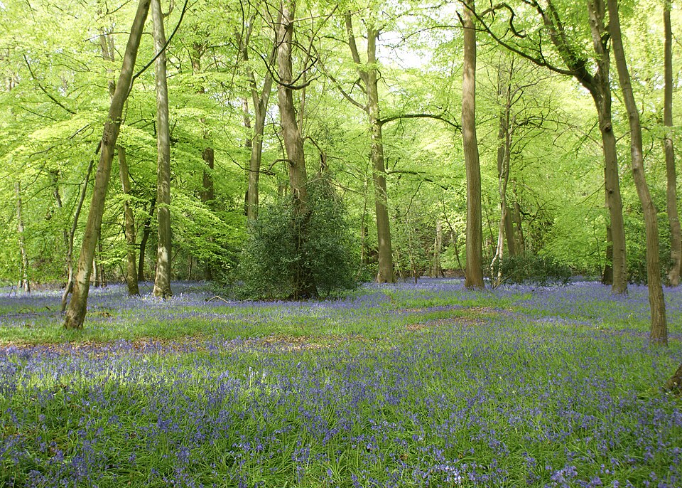 Hyacinthoides (Bluebells) (alternate view 12)
