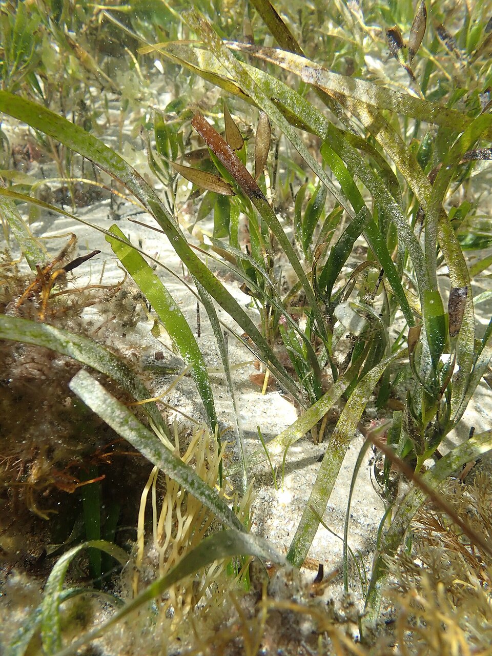 Posidonia australis (fibre-ball weed) (alternate view 8)
