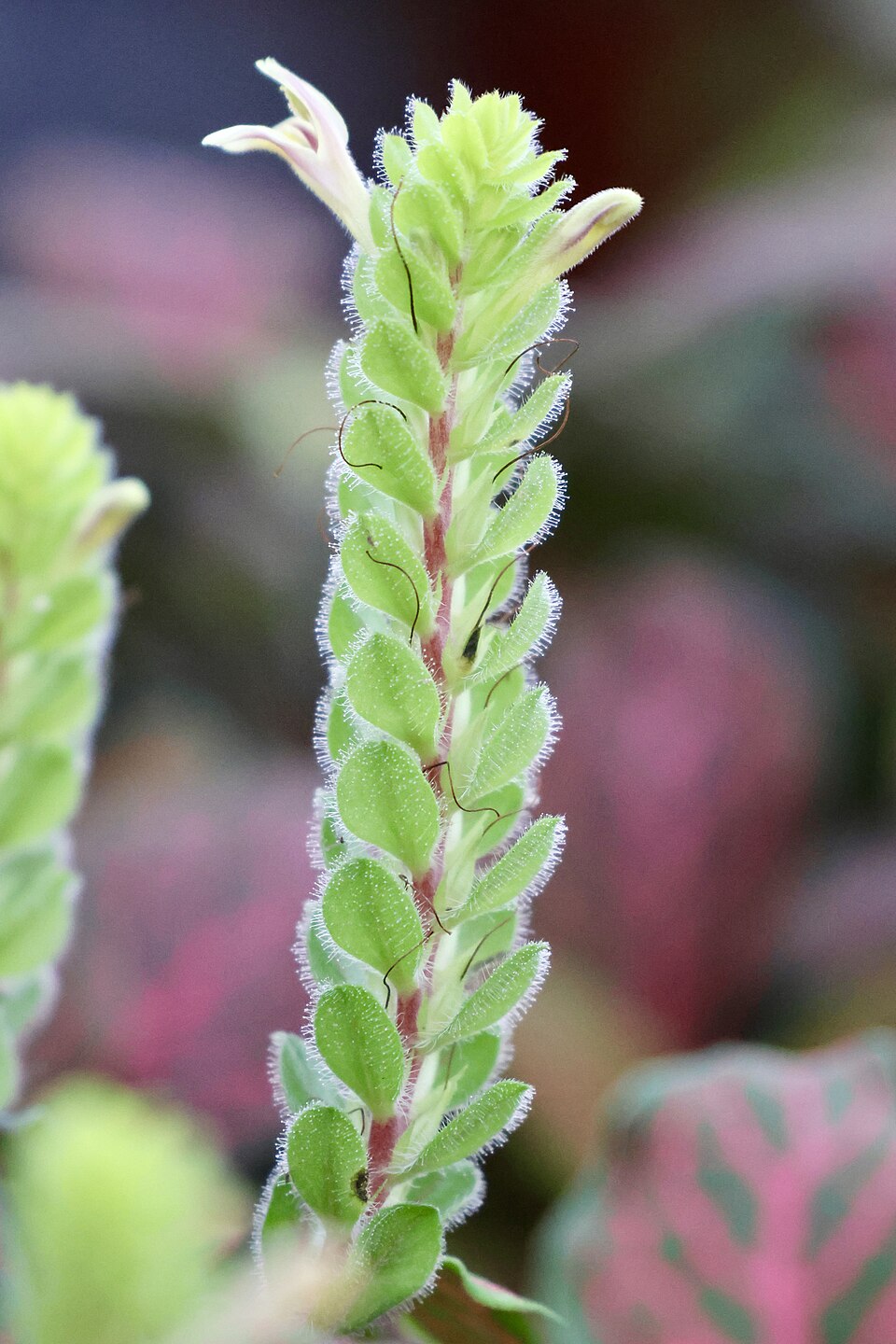 Columnea (Columnea) (alternate view 3)