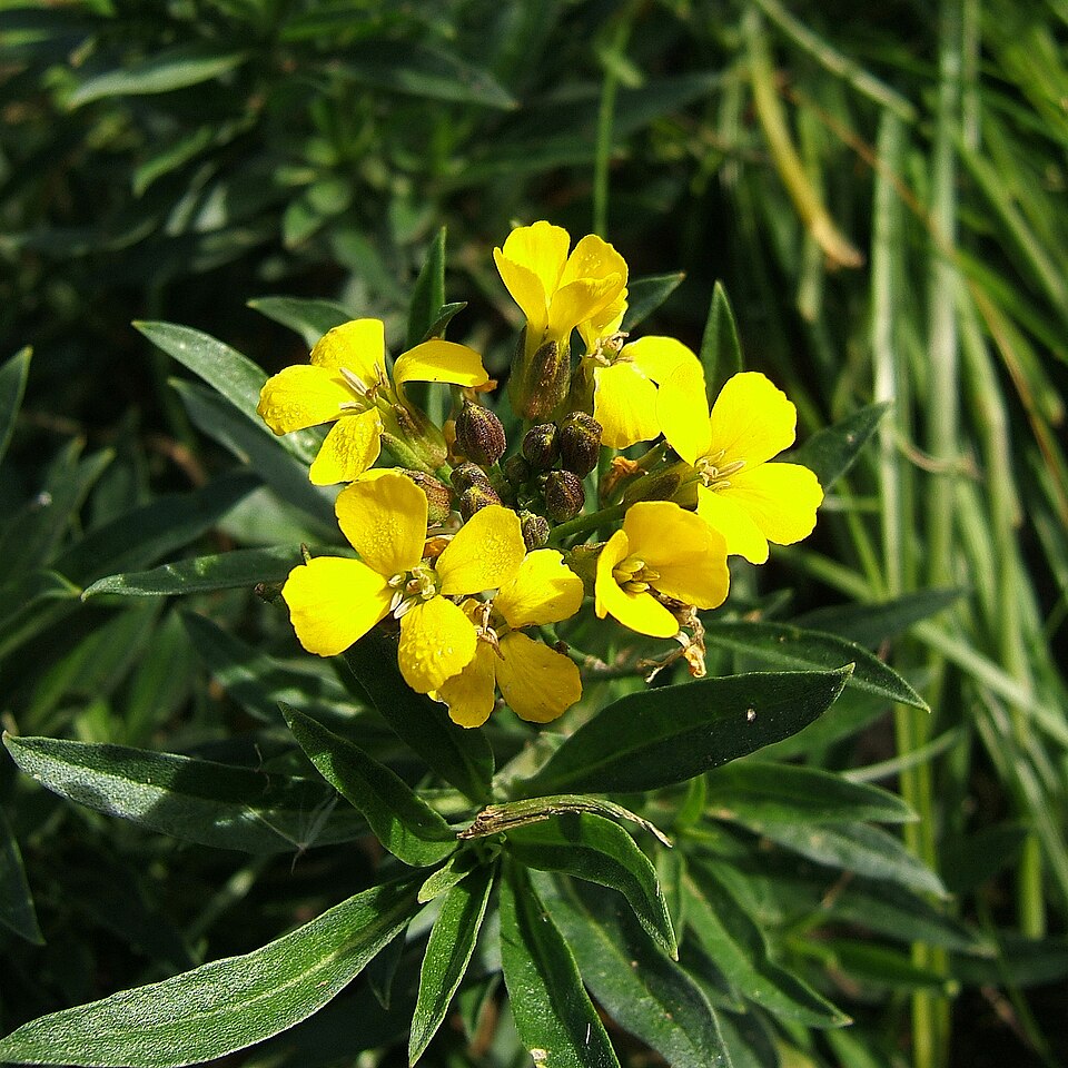 Erysimum × cheiri (Wallflower) (alternate view 7)