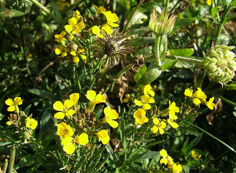 Erysimum × cheiri (Wallflower) (alternate view 8)