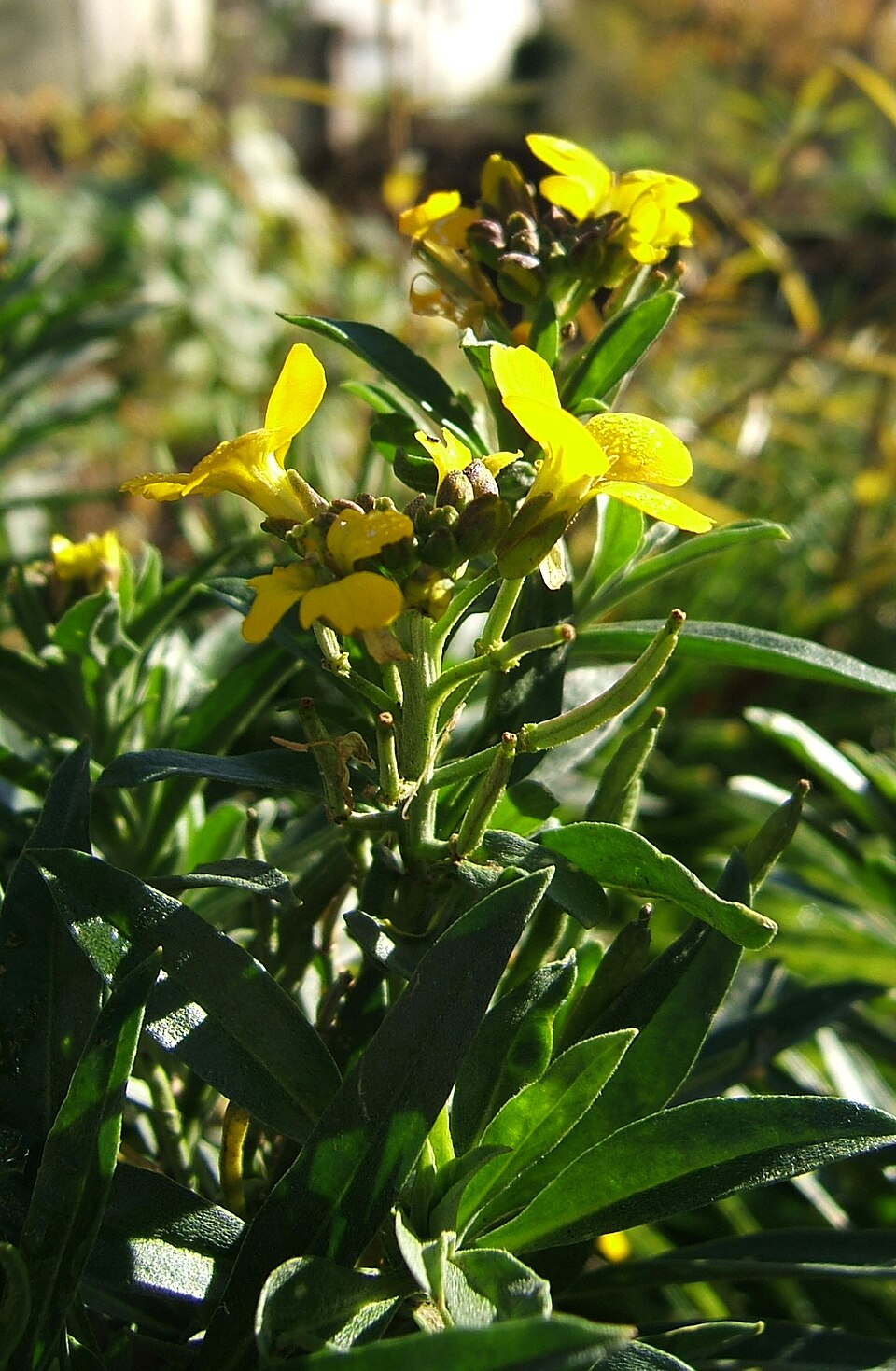 Erysimum × cheiri (Wallflower) (alternate view 9)