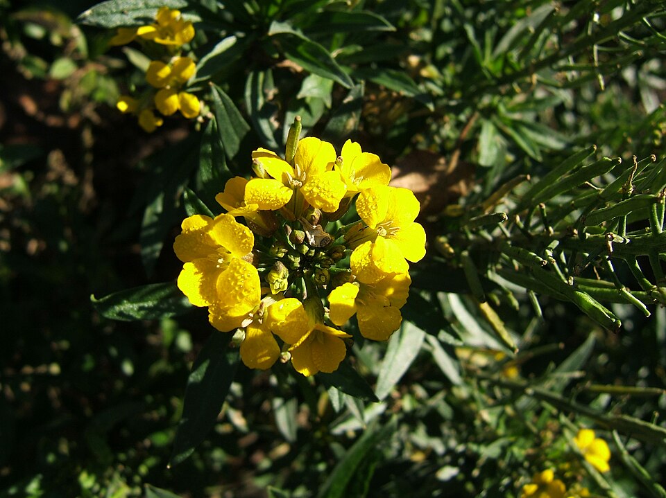 Erysimum × cheiri (Wallflower) (alternate view 10)