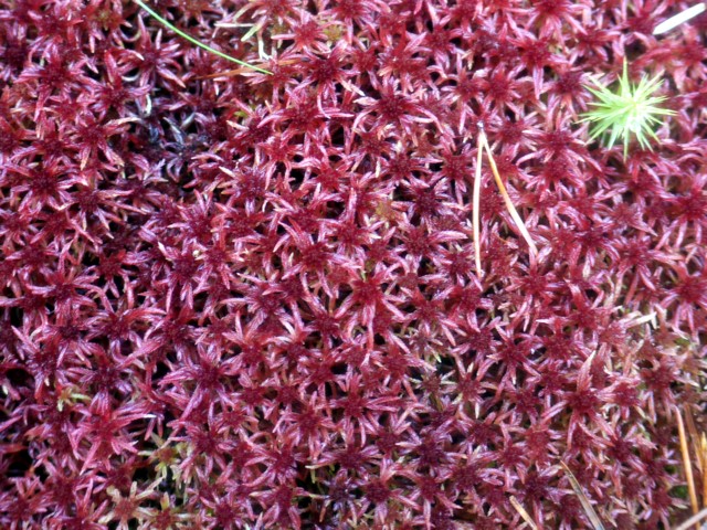 Sphagnum capillifolium (Northern Peatmoss)