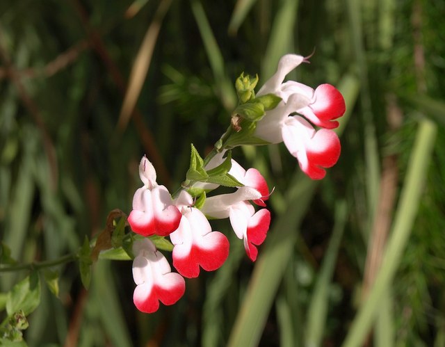 Salvia microphylla 'Hot Lips' (baby sage, Hot Lips) (alternate view 5)