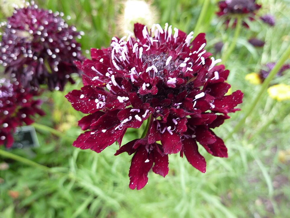 Sixalix atropurpurea (Sweet scabious) (alternate view 9)