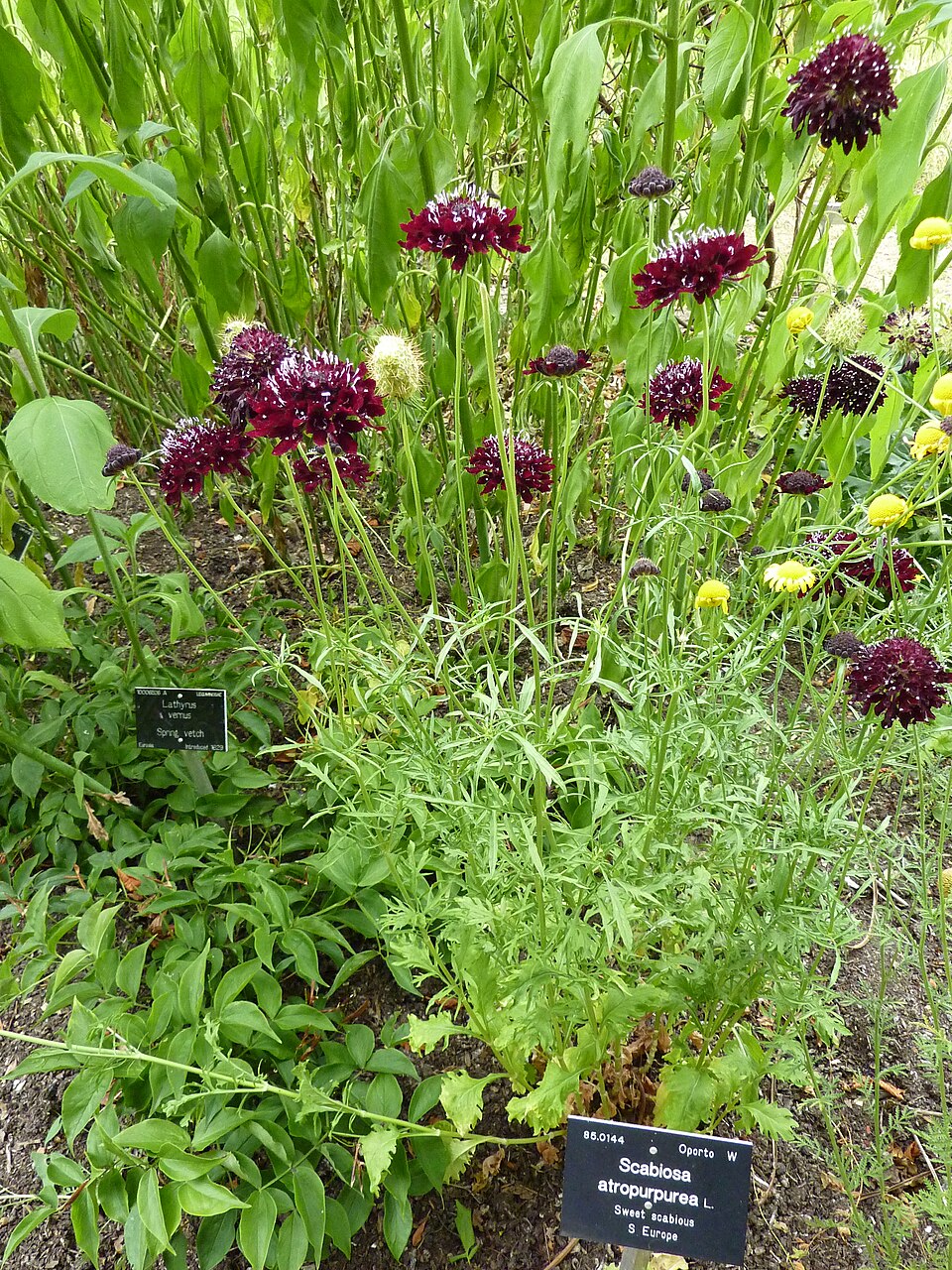 Sixalix atropurpurea (Sweet scabious) (alternate view 10)