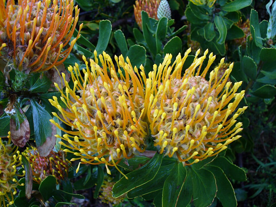 Leucospermum cuneiforme