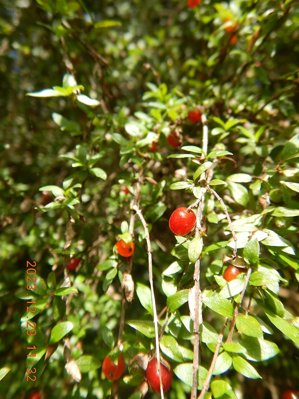 Coprosma quadrifida (Prickly Currant-Bush) (alternate view 2)