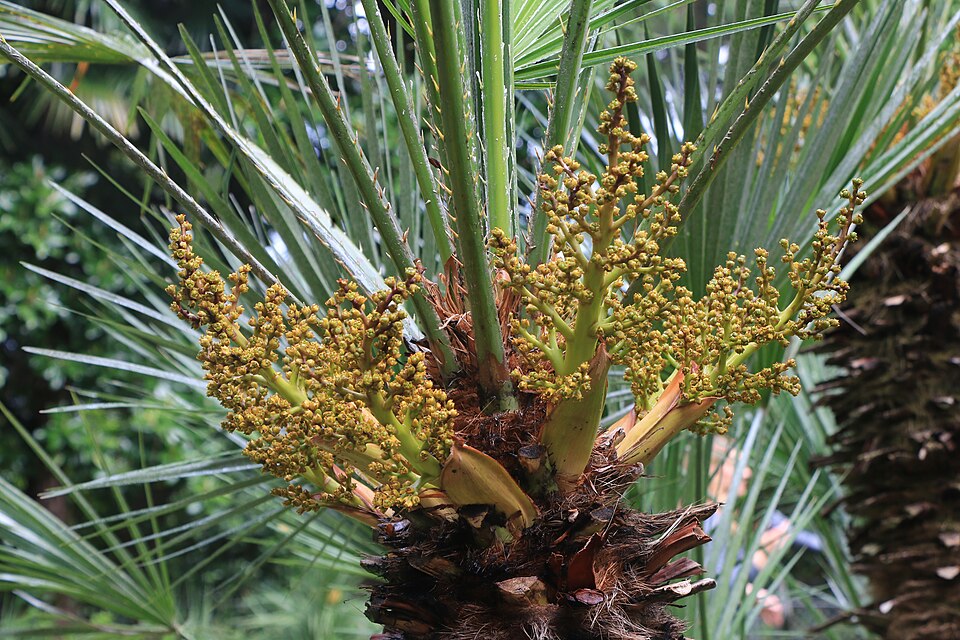 Chamaerops humilis (European Fan Palm) (alternate view 7)