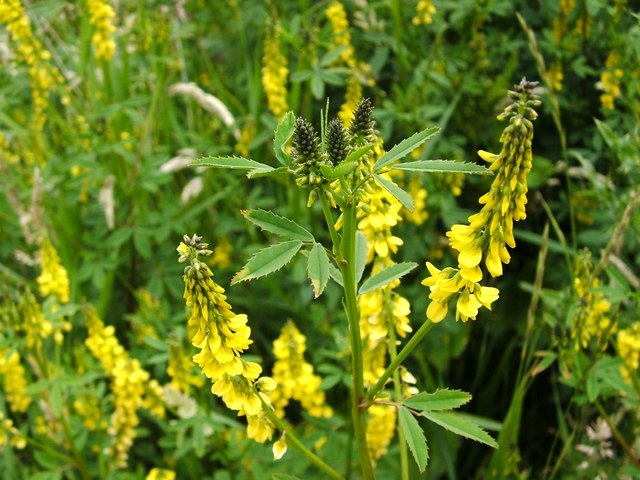 Melilotus (melilots and sweetclovers) (alternate view 2)
