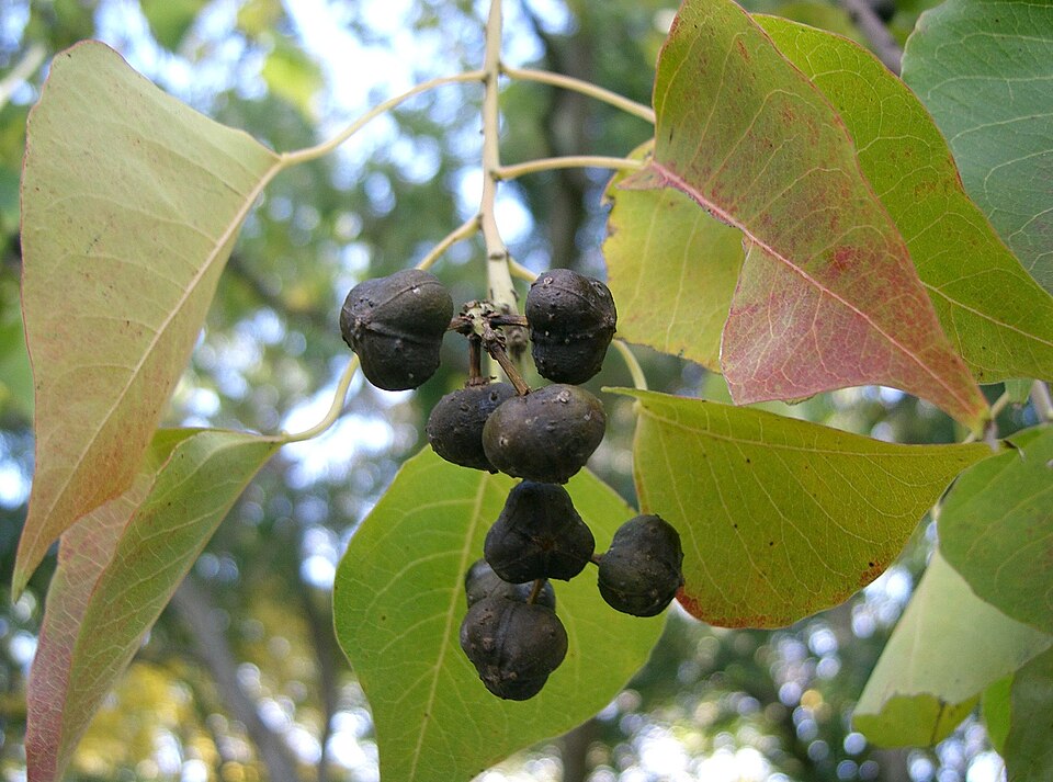 Triadica sebifera (Chinese Tallow)