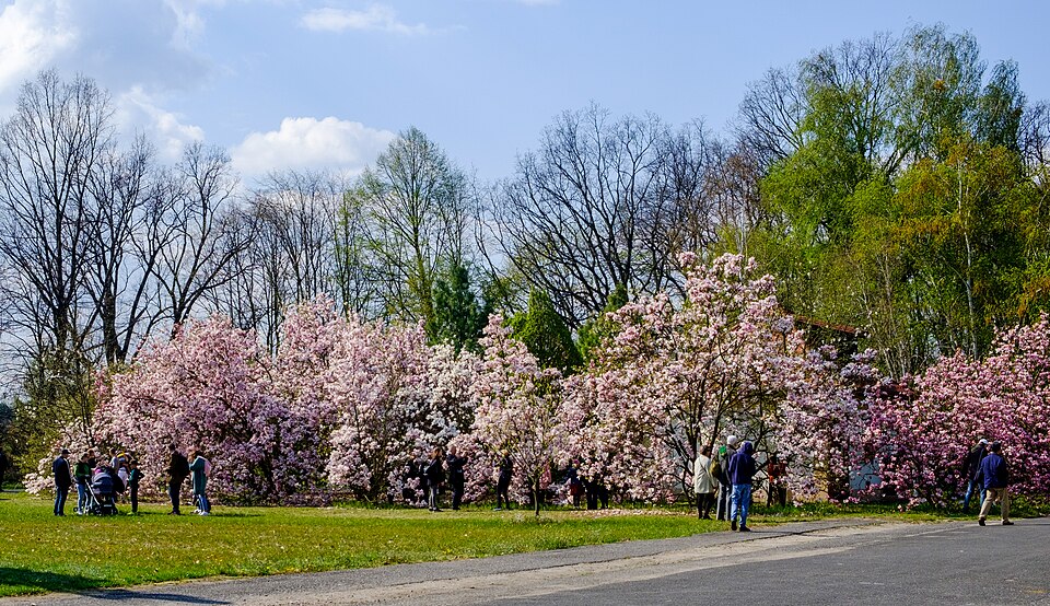 Magnolia (magnolias) (alternate view 9)