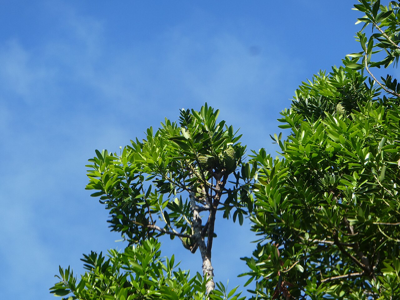 Agathis robusta, Queensland kauri — upright evergreen (Araucariaceae) (image 2 of 10)